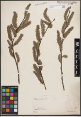 Foto von Salix cinerea L.